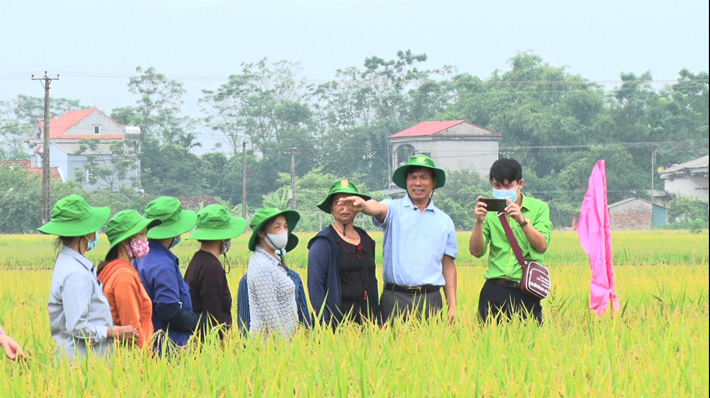 Nông dân Quảng Nam thành công với mô hình sản xuất lúa tím than năng suất  cao